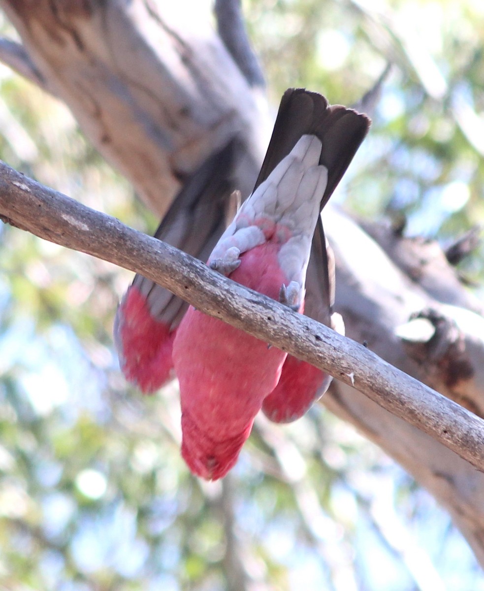 rosenkakadu - ML644501755