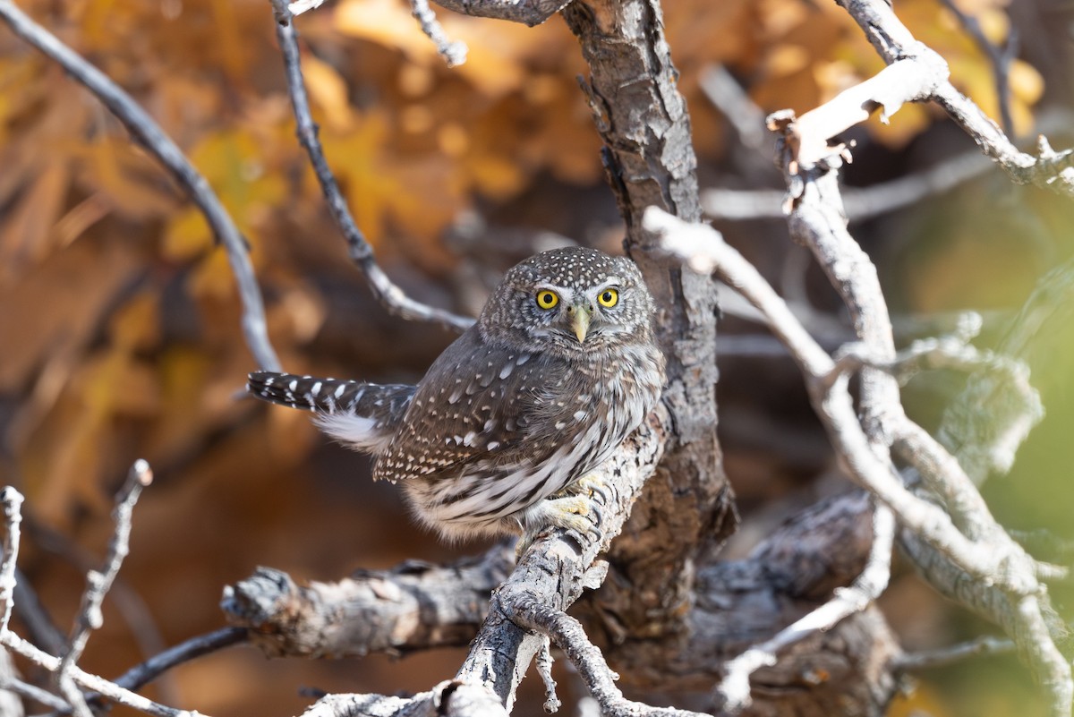 Northern Pygmy-Owl - ML644501756
