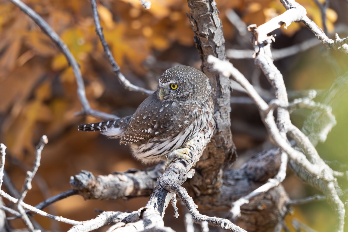 Northern Pygmy-Owl - ML644501758