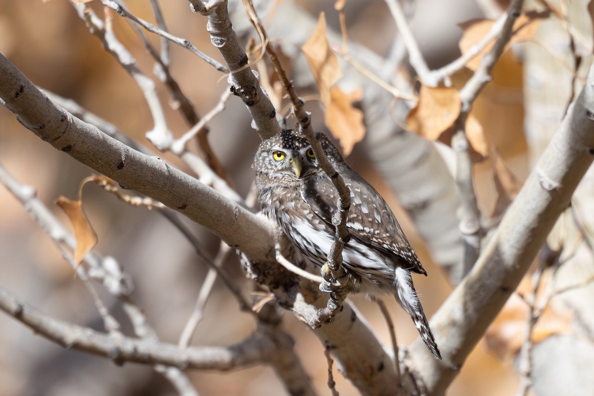 Northern Pygmy-Owl - ML644501759