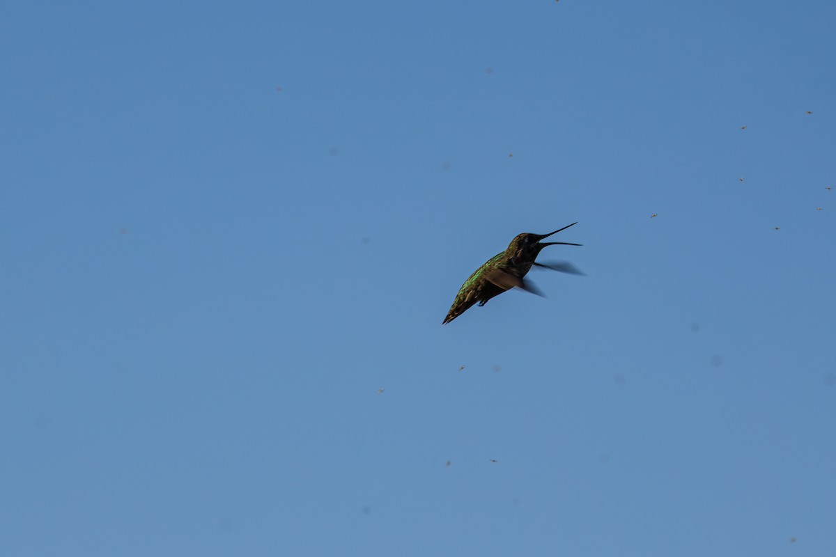 Anna's Hummingbird - ML644501761