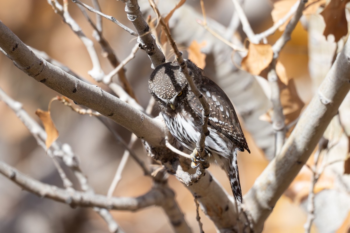 Northern Pygmy-Owl - ML644501762