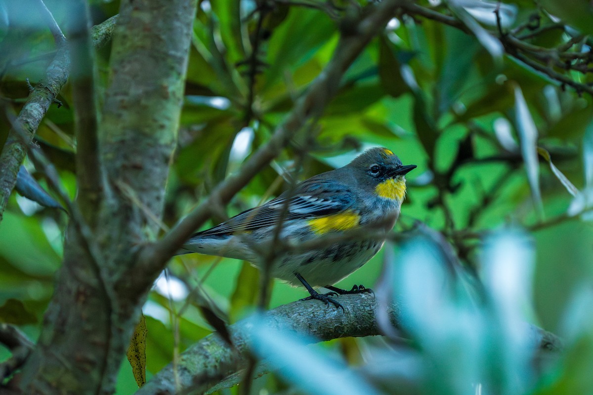 Yellow-rumped Warbler - ML644501764