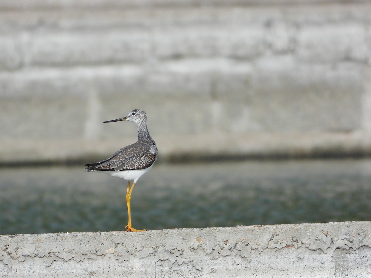 plystresnipe - ML644501765