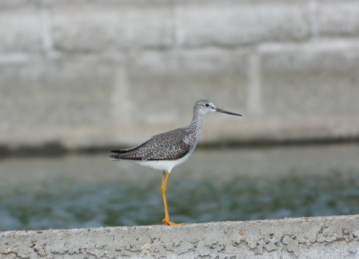 plystresnipe - ML644501766