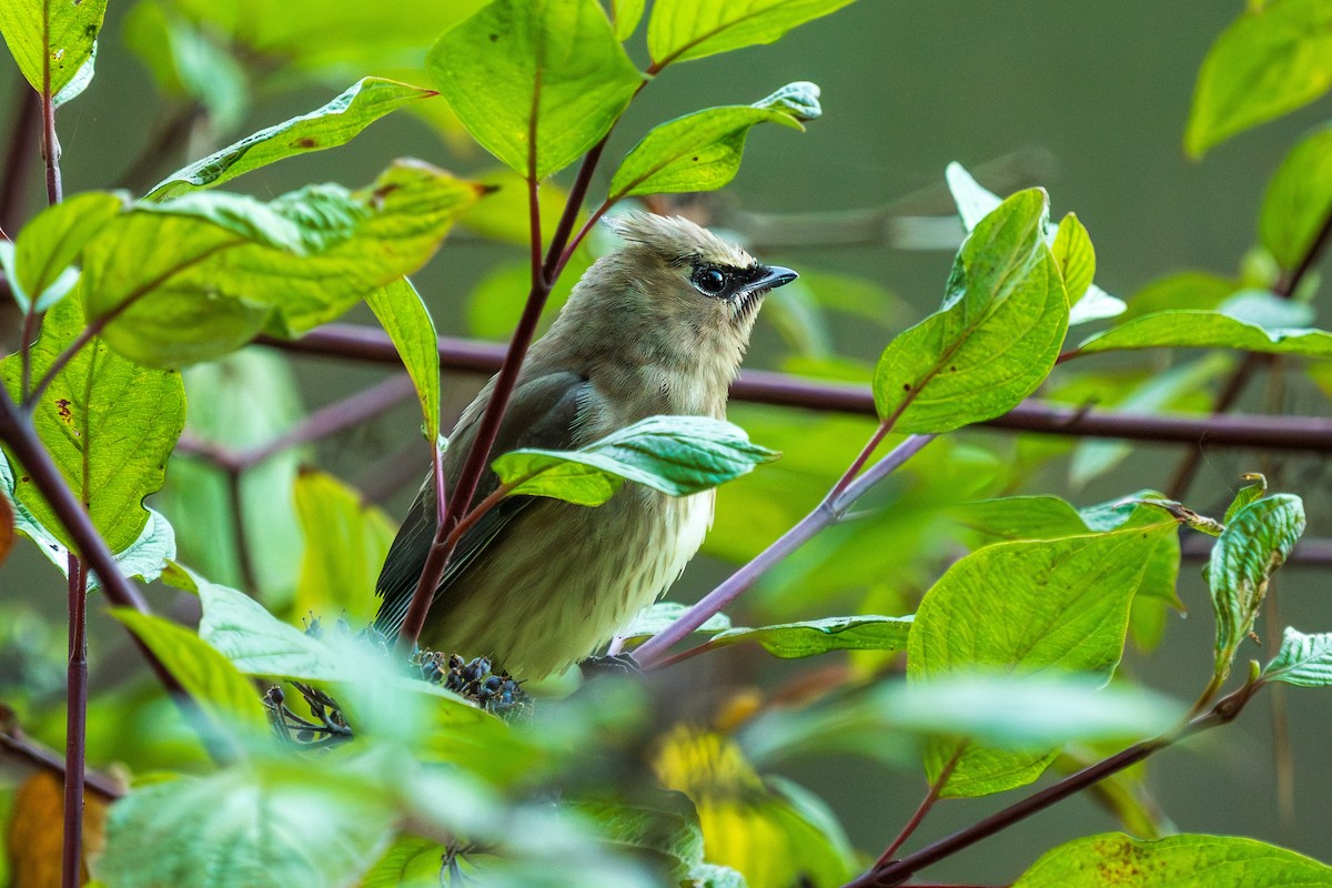 Cedar Waxwing - ML644501773
