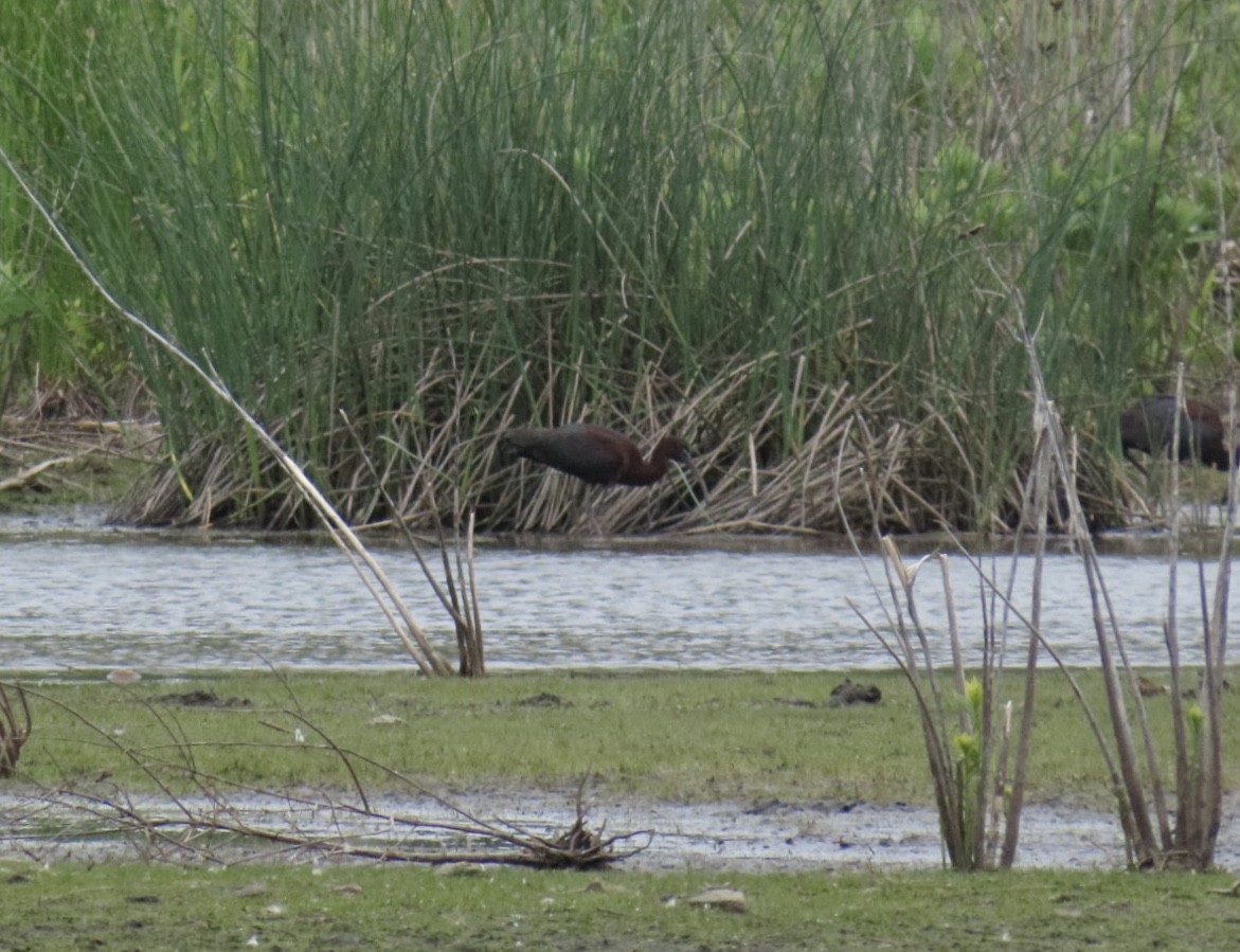 ibis hnědý - ML644501775
