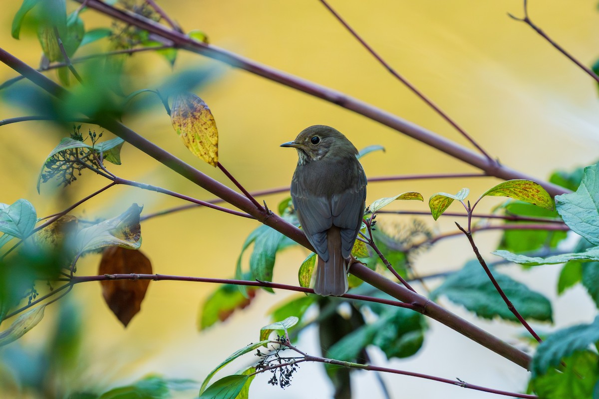 Tordo di Pallas - ML644501777