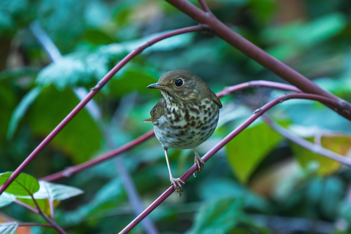 Grive solitaire - ML644501778