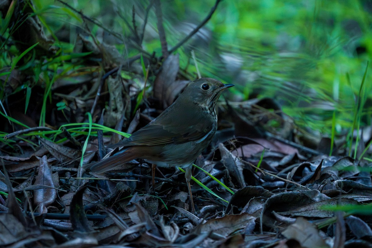 Grive solitaire - ML644501779