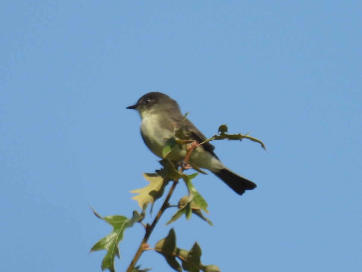 Eastern Phoebe - ML644501780