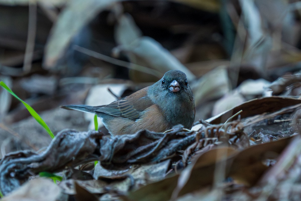Dark-eyed Junco - ML644501781