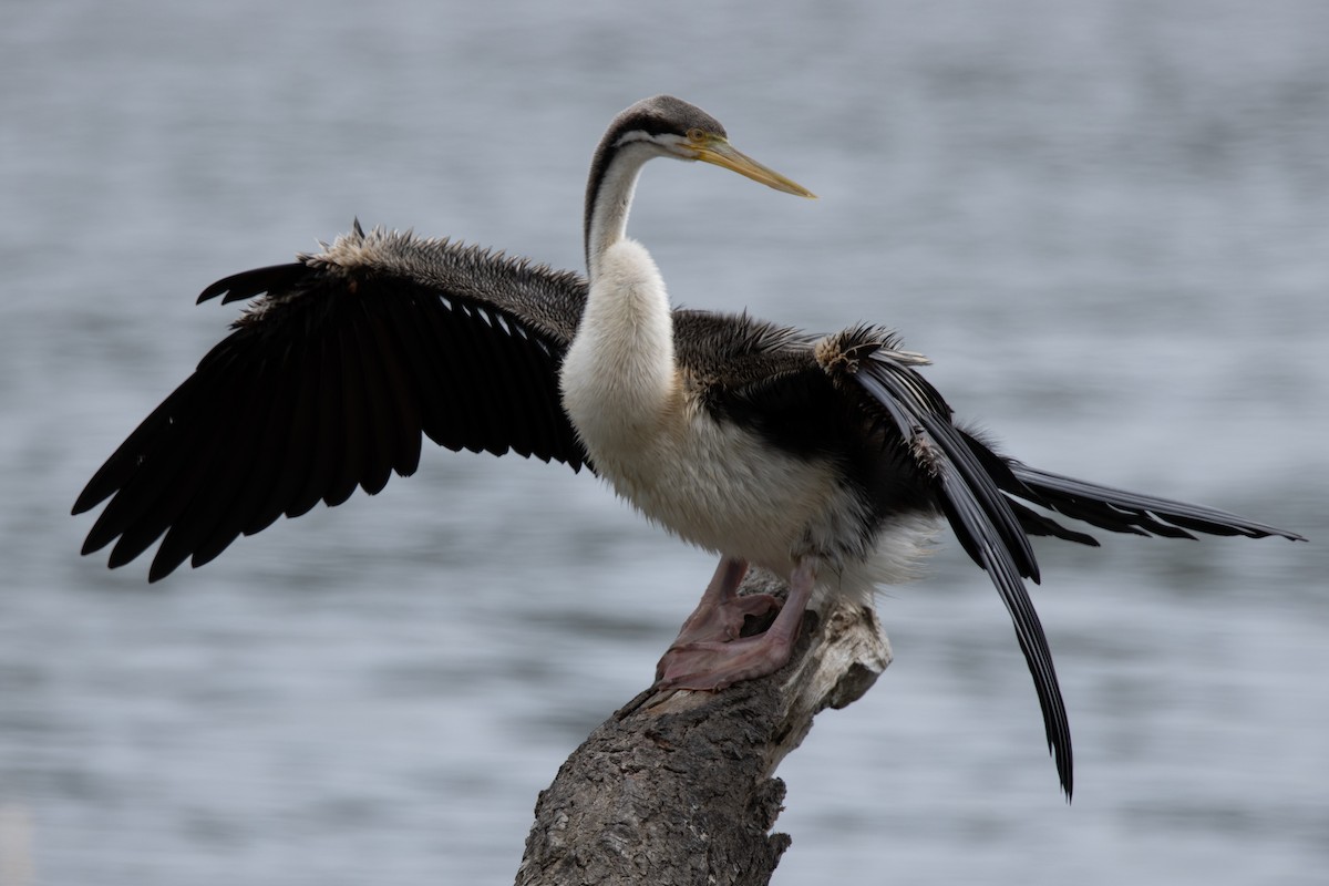 オーストラリアヘビウ - ML644501790