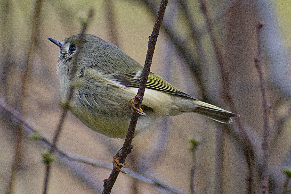 Ruby-crowned Kinglet - ML644501798