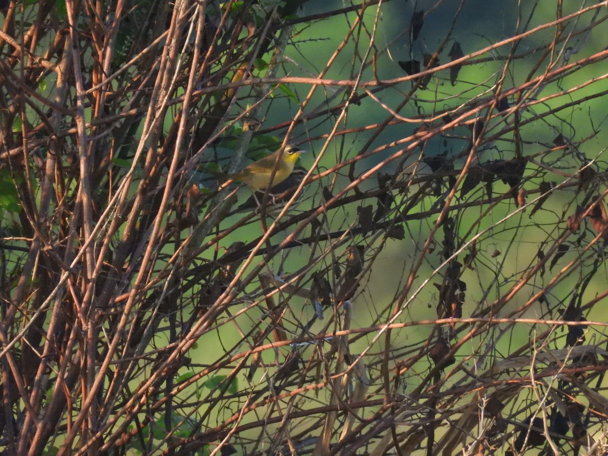 Gray-crowned Yellowthroat - ML644501799