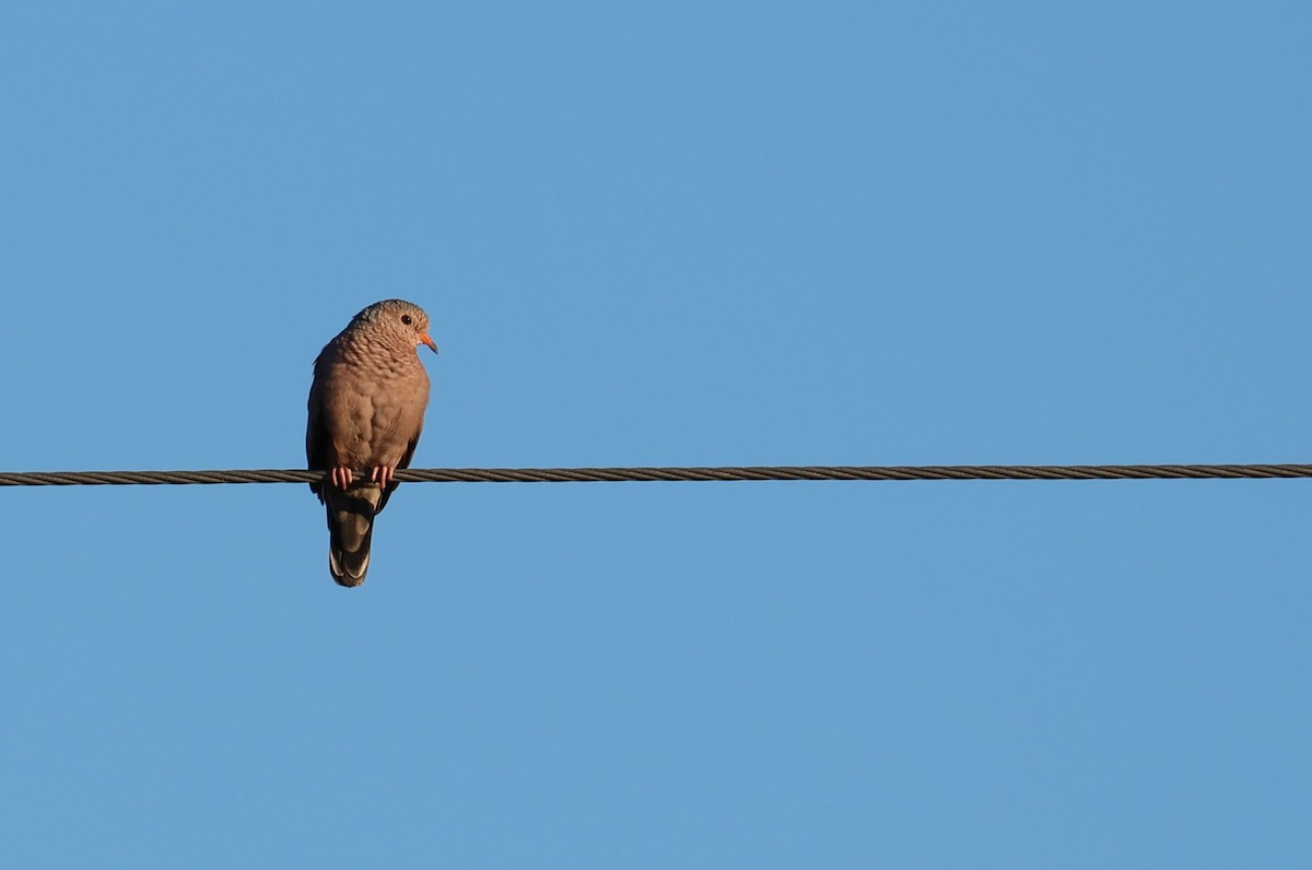 Common Ground Dove - ML644501802