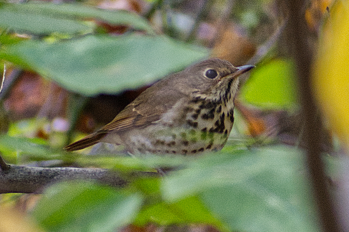 Grive solitaire - ML644501806