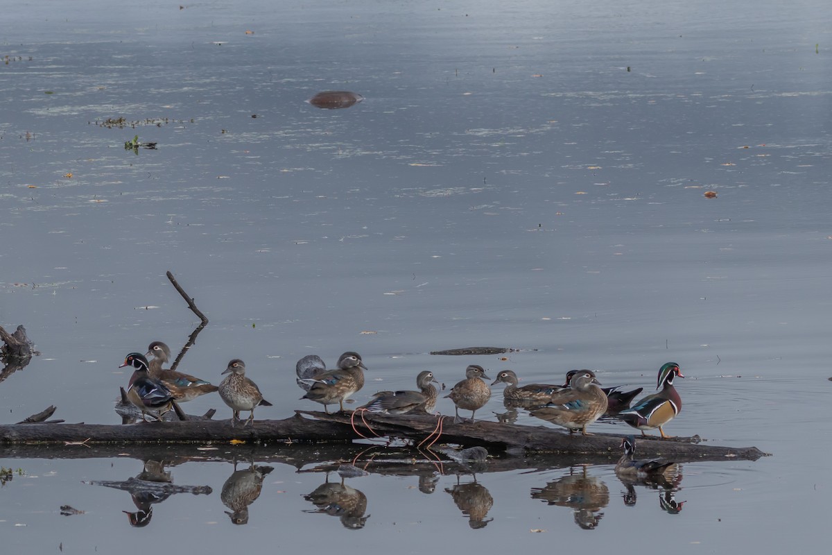 Wood Duck - ML644501815