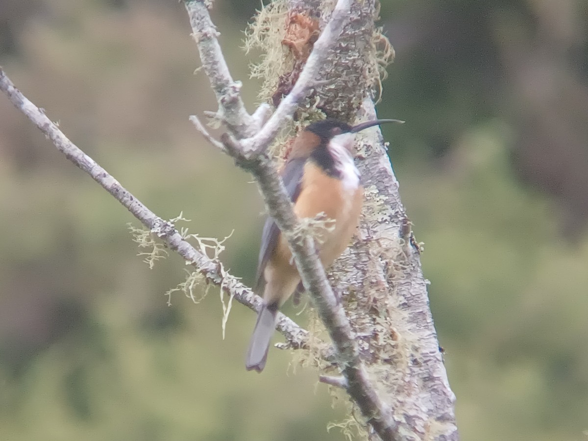 Eastern Spinebill - ML644501816