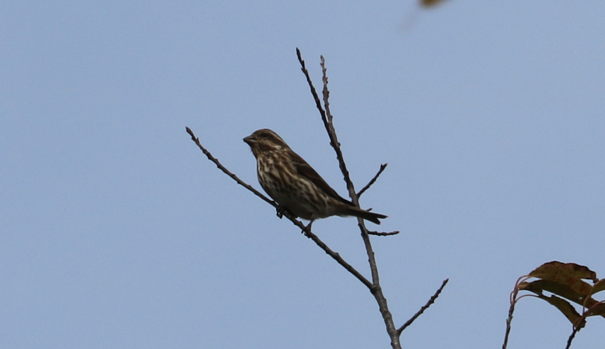 Roselin pourpré (purpureus) - ML644501817