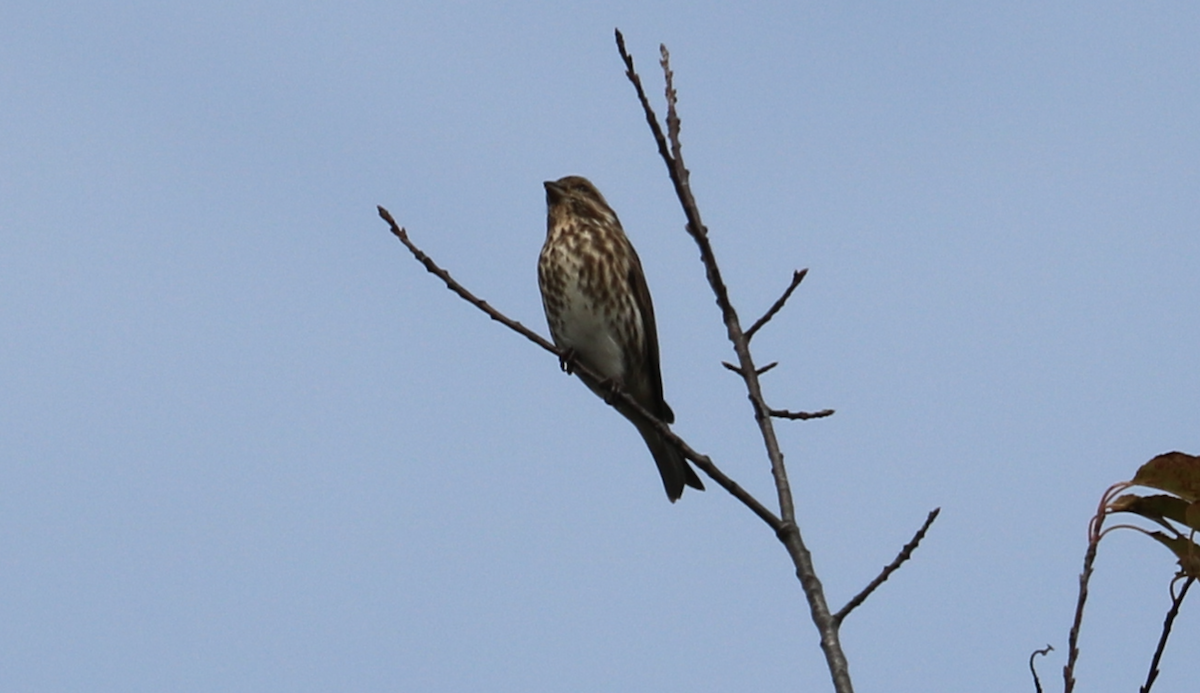 Roselin pourpré (purpureus) - ML644501818