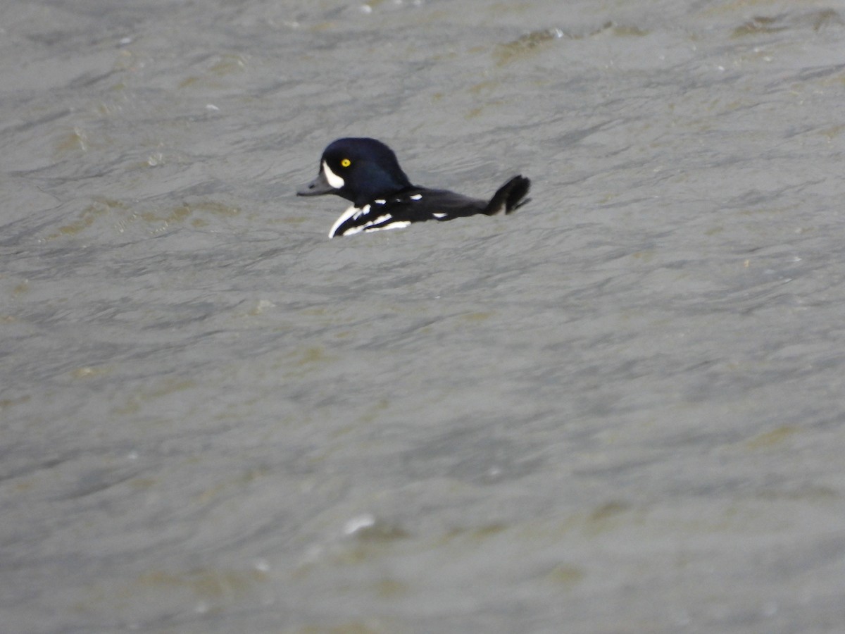 Barrow's Goldeneye - ML644501822