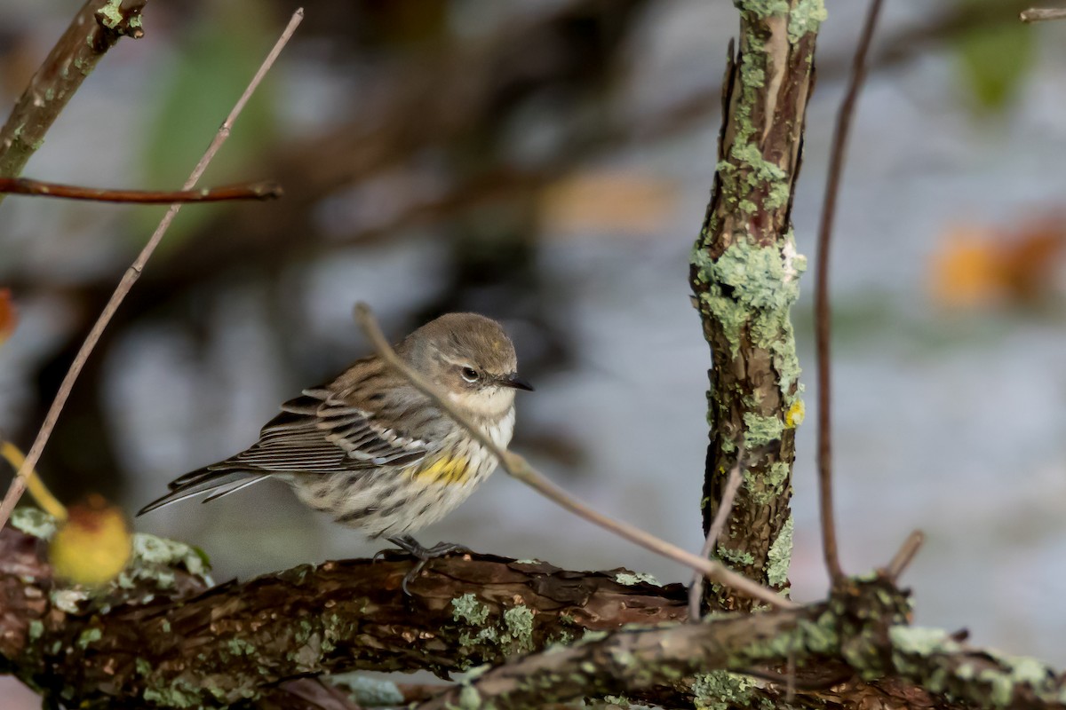 Yellow-rumped Warbler - ML644501826