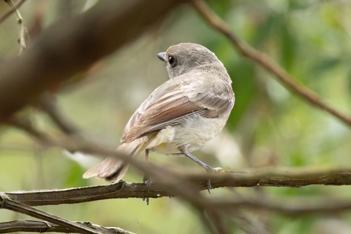 Gelbbauch-Dickkopf [pectoralis-Gruppe] - ML644501830