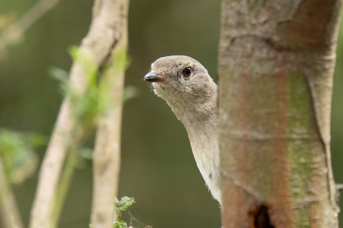 Gelbbauch-Dickkopf [pectoralis-Gruppe] - ML644501832