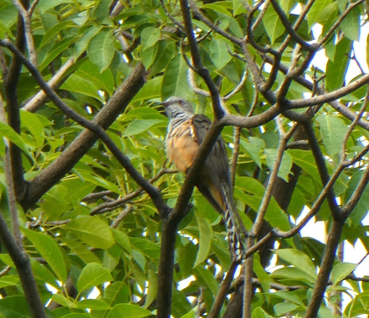 ヒメカッコウ - ML644501833