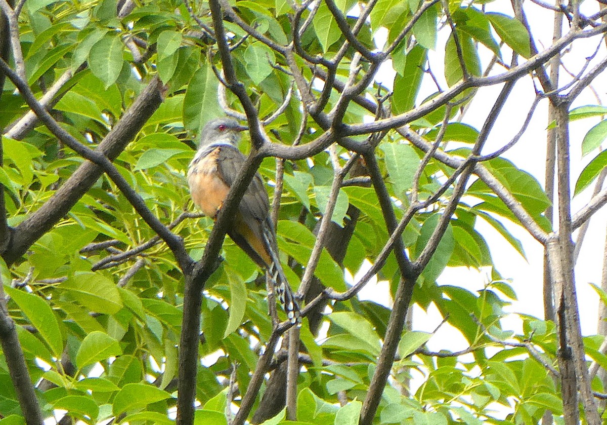 ヒメカッコウ - ML644501834