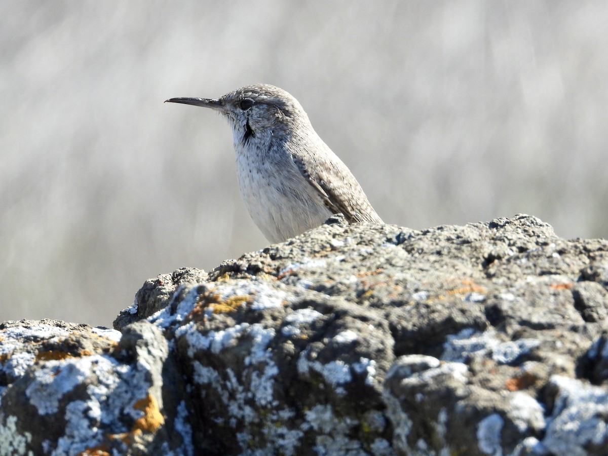 Kaya Çıtkuşu - ML644501837