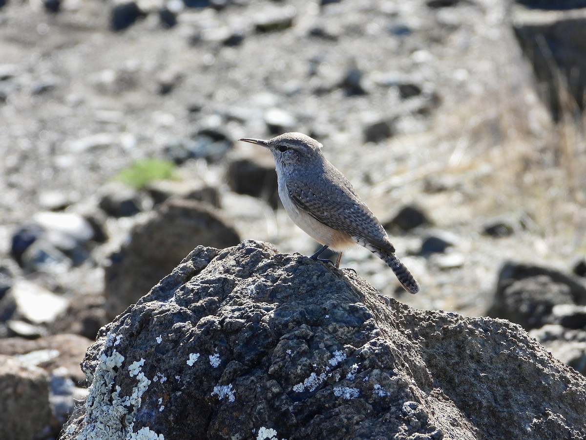 Kaya Çıtkuşu - ML644501838