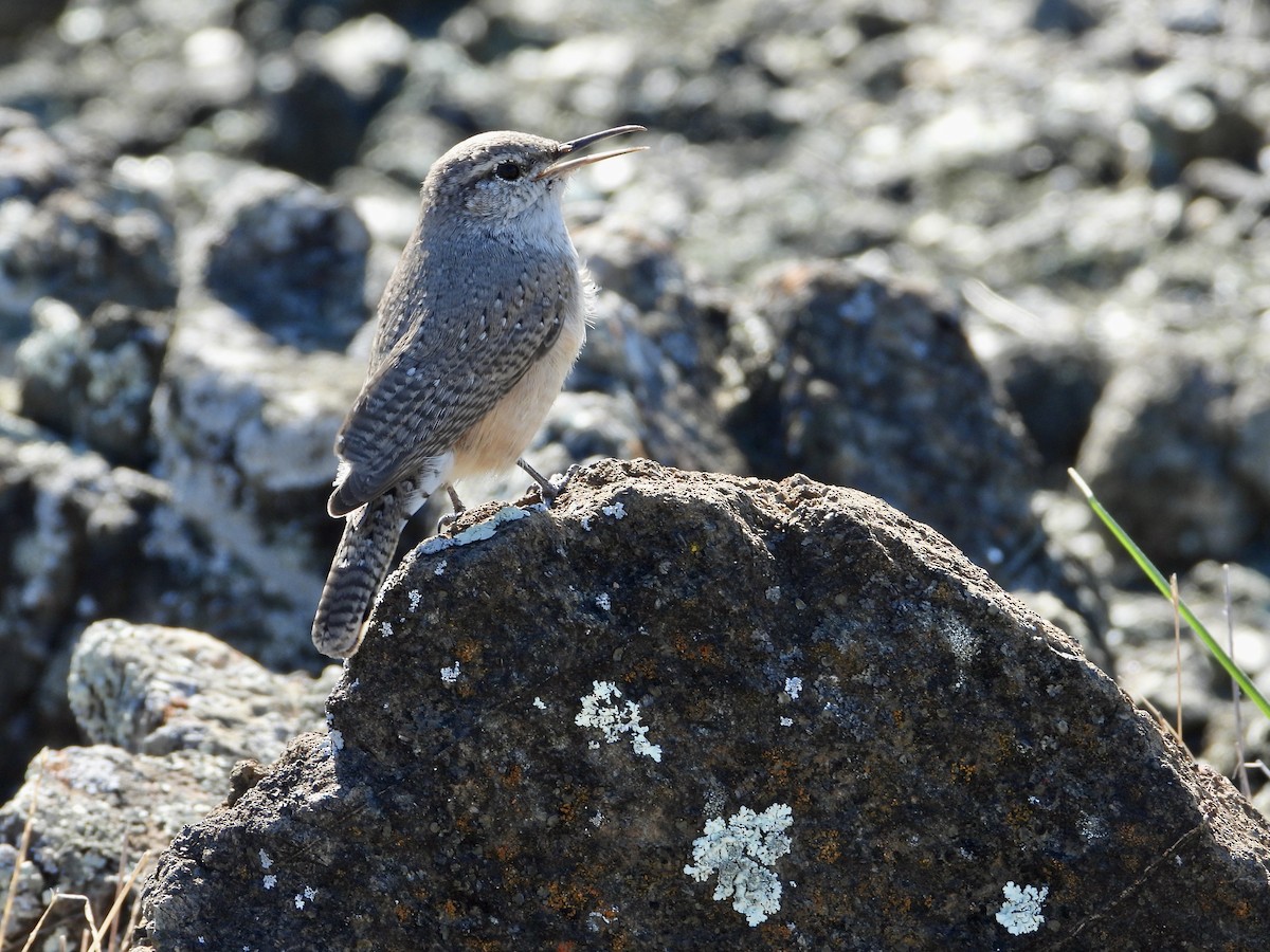 Kaya Çıtkuşu - ML644501839