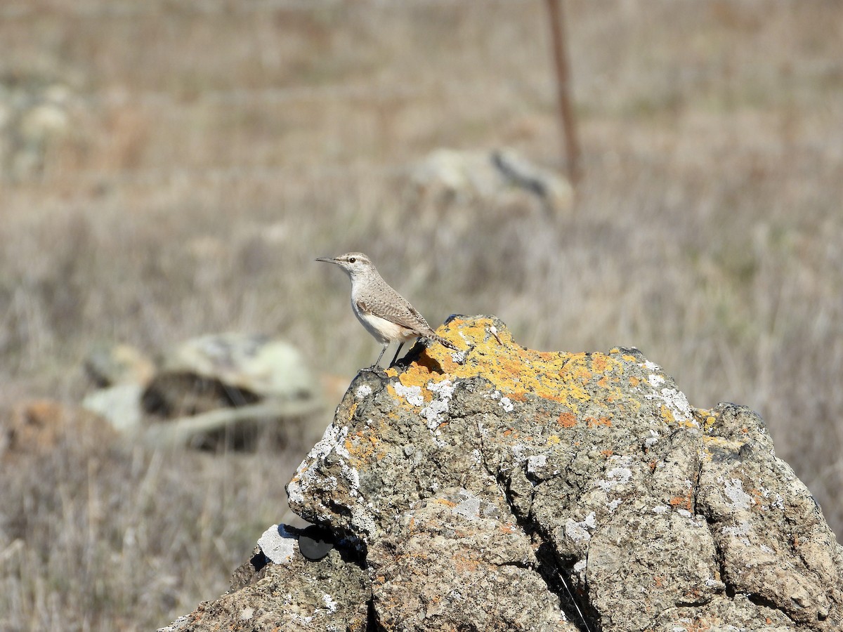 Kaya Çıtkuşu - ML644501840