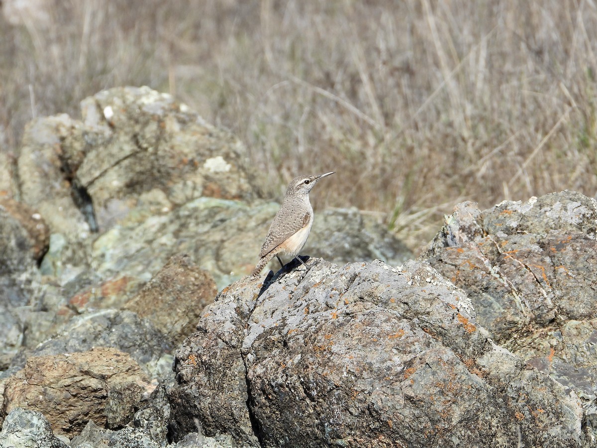 Kaya Çıtkuşu - ML644501841