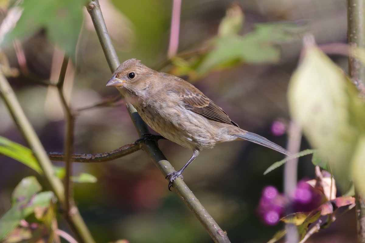 Индиговый колорин - ML644501842