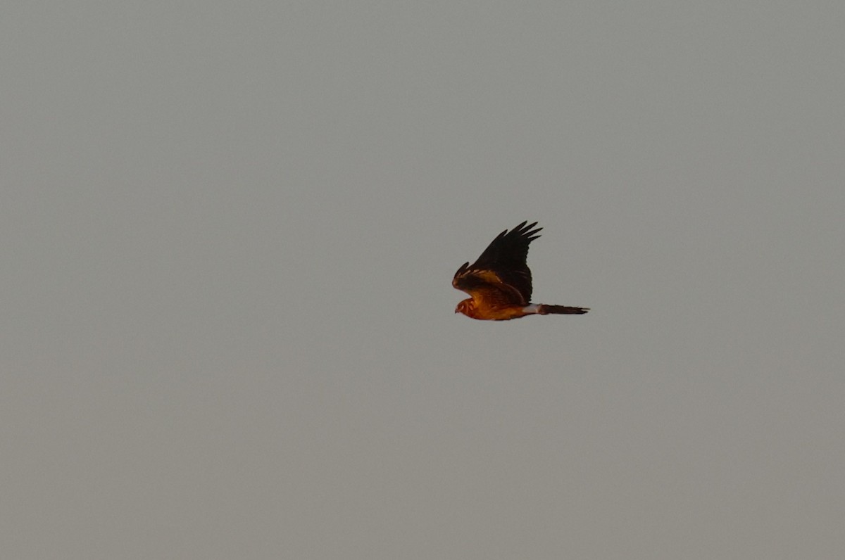 Northern Harrier - ML644501844