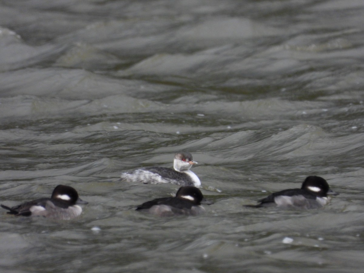 Horned Grebe - ML644501858