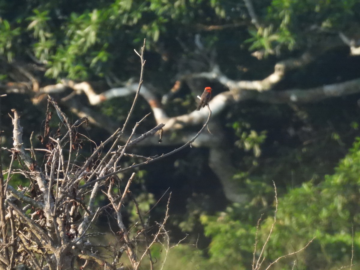 Vermilion Flycatcher (Northern) - ML644501868