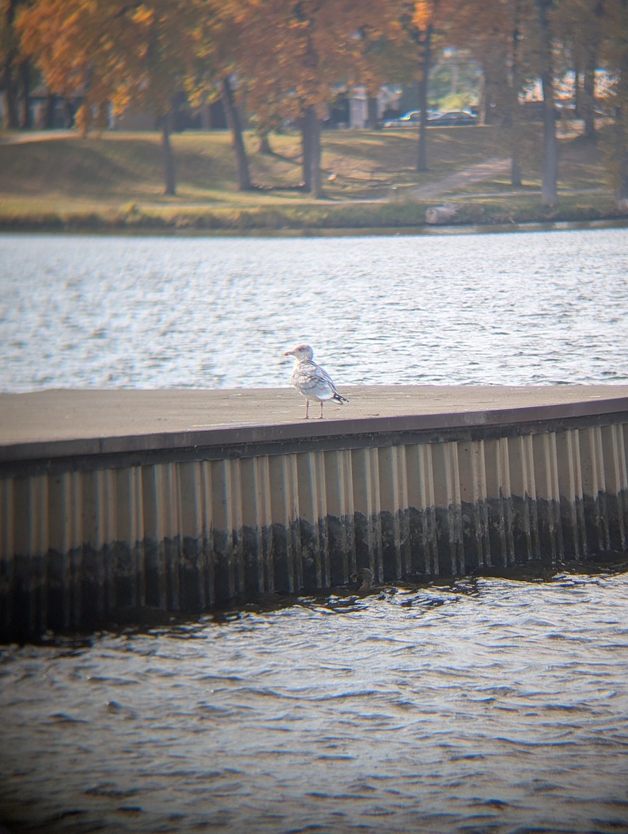 amerikagråmåke - ML644501878