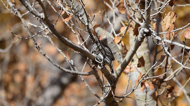 Northern Pygmy-Owl - ML644501879
