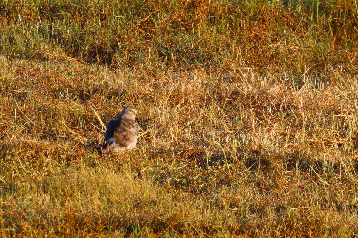 Northern Harrier - ML644501891