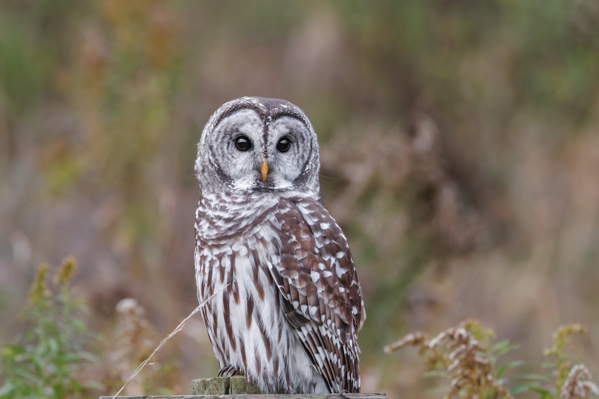 Barred Owl - ML644501895
