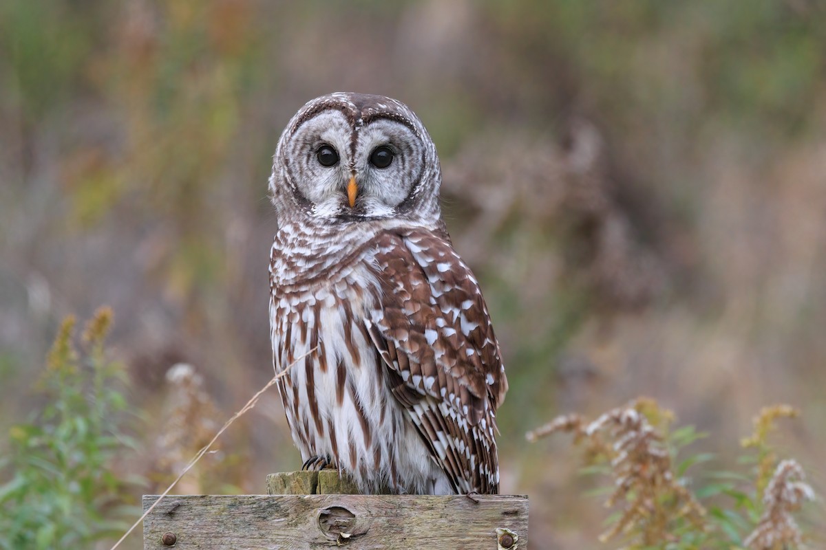Barred Owl - ML644501896