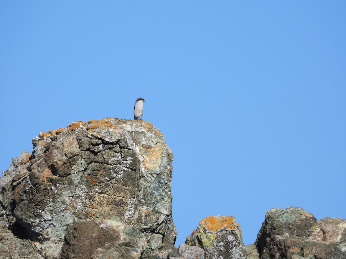 Amerika Örümcekkuşu - ML644501897