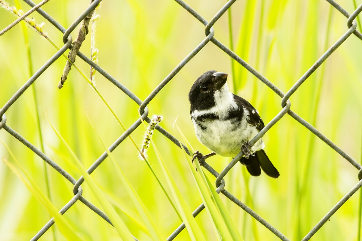 Wing-barred Seedeater - ML644501904