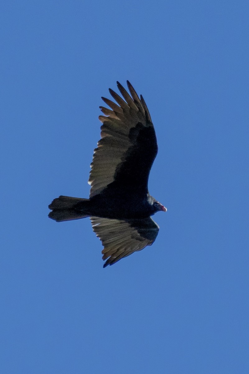 ヒメコンドル - ML644501909