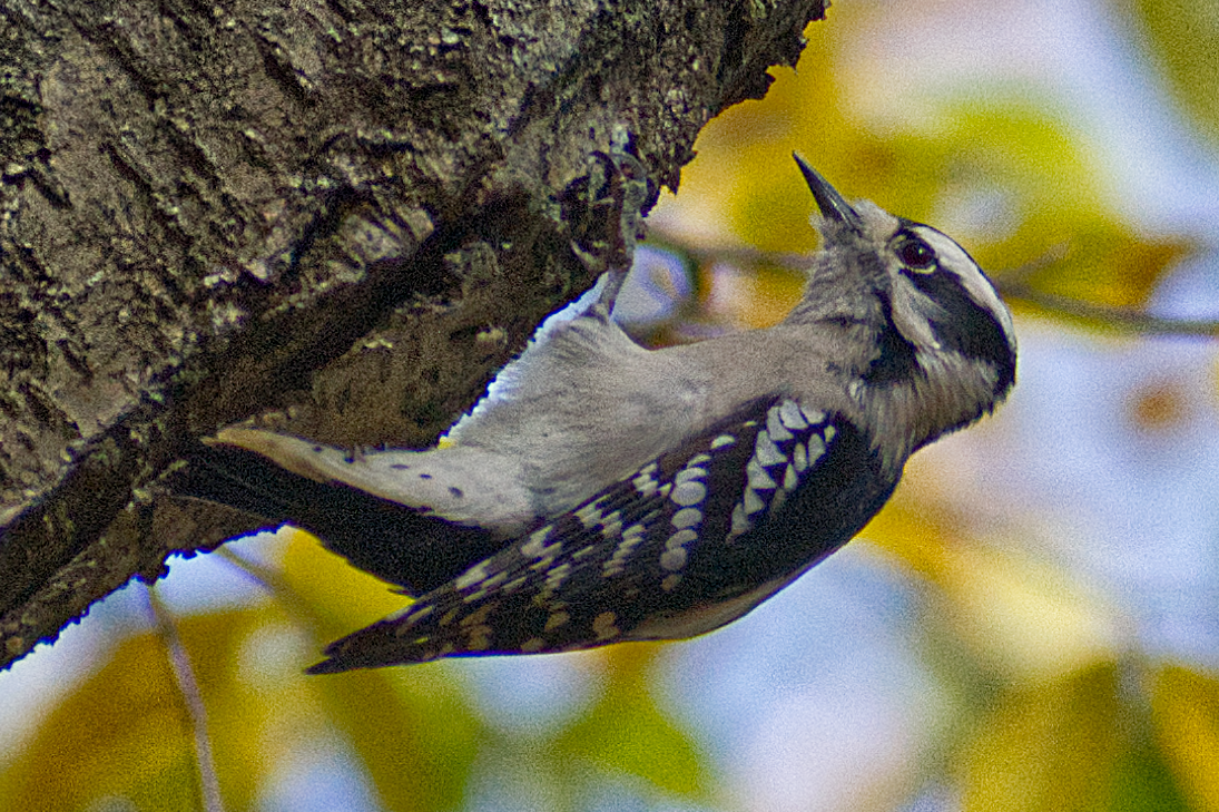 Downy Woodpecker - ML644501917