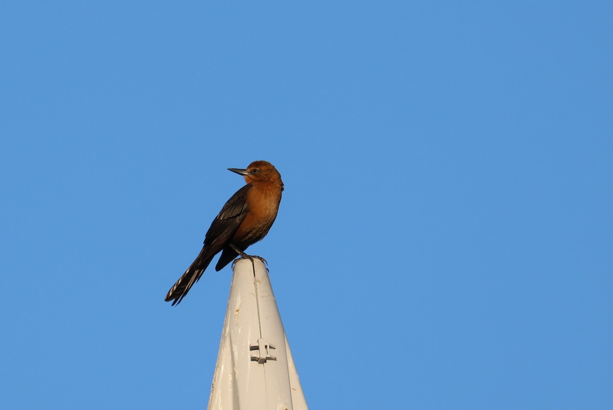 Quiscale des marais - ML644501918